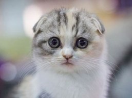 Scottish-Fold-1
